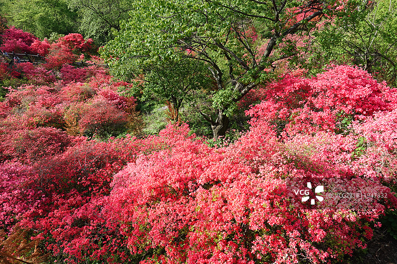 湖北省黄冈市麻城市麻城龟峰山杜鹃花海图片素材