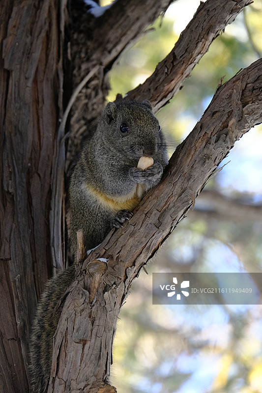树上吃松果的松鼠图片素材