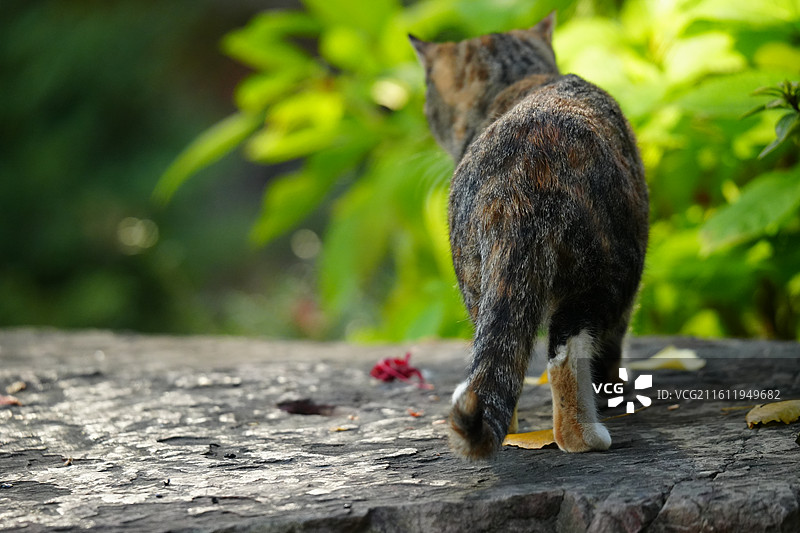 猫 背影 背面图片素材