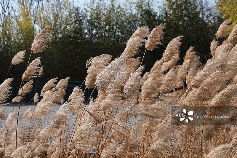 徐州市睢宁县白塘河湿地公园水月禅寺风光图片素材