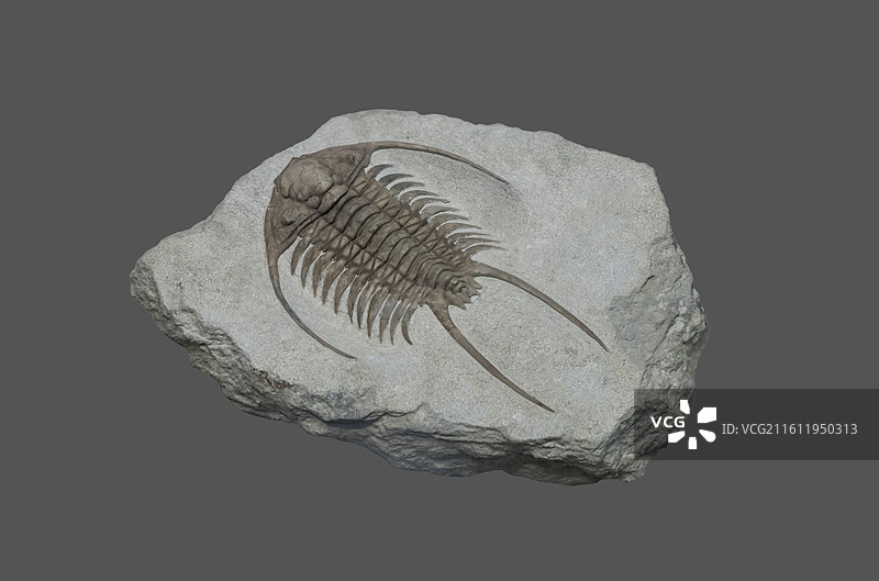 天津自然博物馆“家园·生命展区”：副若希拉虫（奥陶纪，俄罗斯圣彼得堡产）图片素材