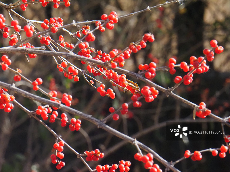 耐寒植物忍冬的果实图片素材