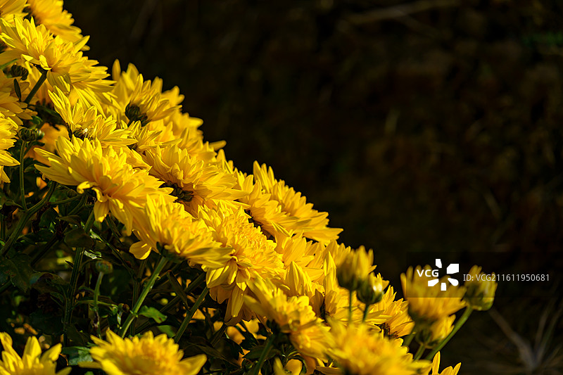 佛山三水南山镇菊花地图片素材