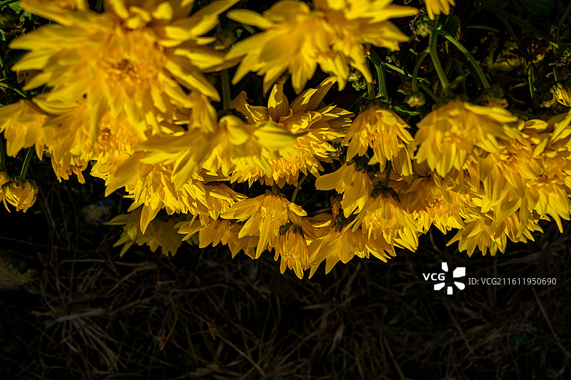 佛山三水南山镇菊花地图片素材