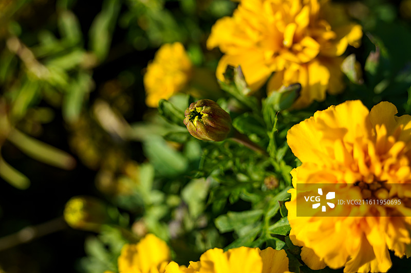 佛山三水南山镇菊花地图片素材