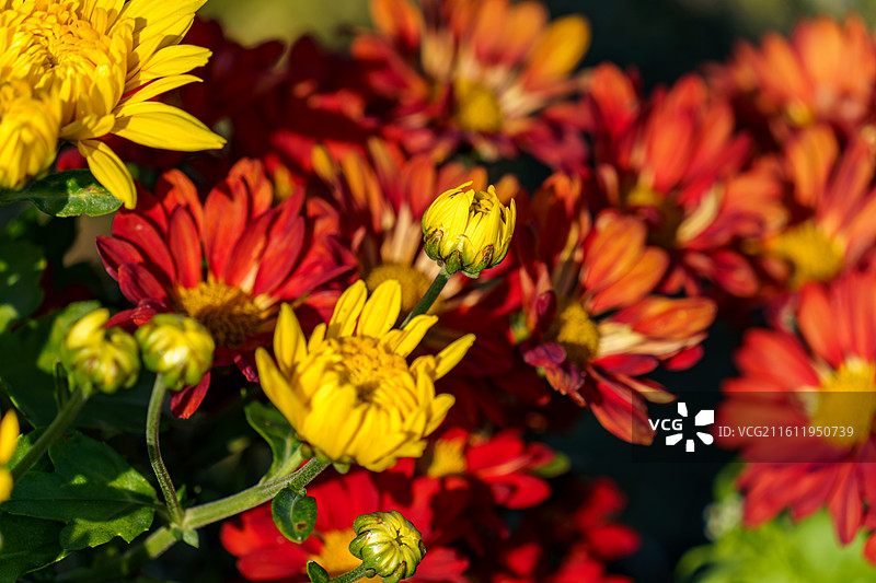 佛山三水南山镇菊花地图片素材