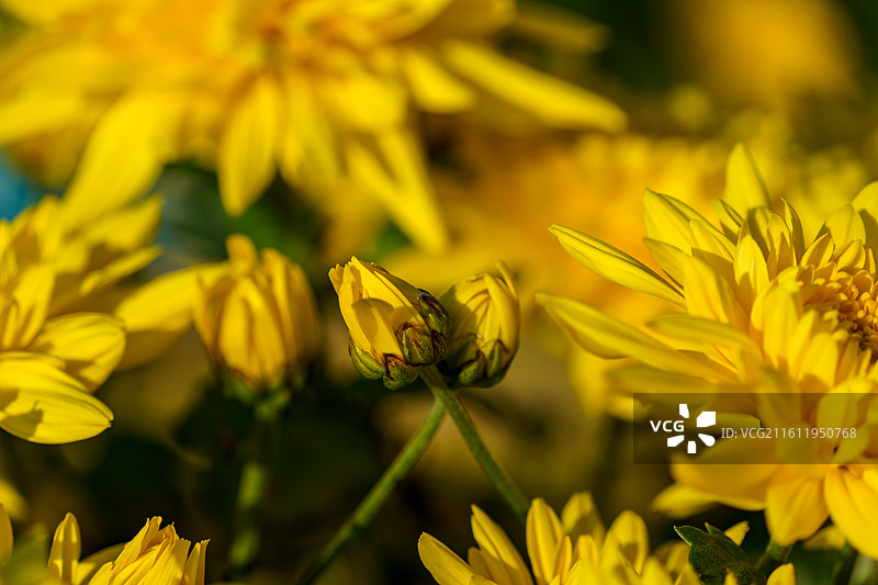 佛山三水南山镇菊花地图片素材