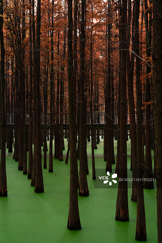 红与绿图片素材