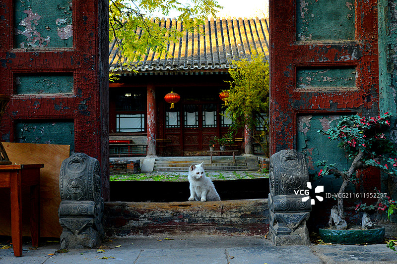 北京：黑芝麻四合院里的猫咪图片素材
