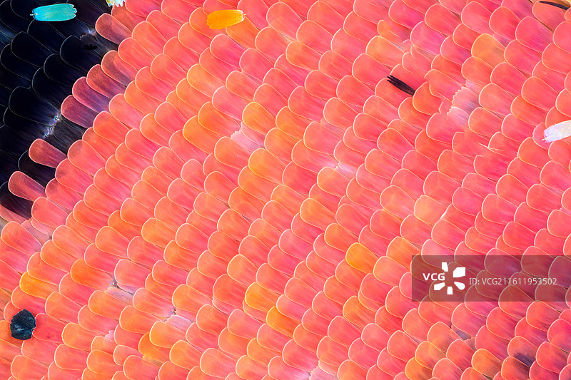 斐豹蛱蝶鳞片10X堆叠图片素材