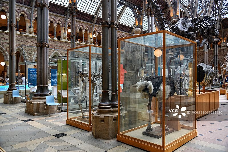 英国牛津大学自然史博物馆 Oxford University Museum of Natural H图片素材
