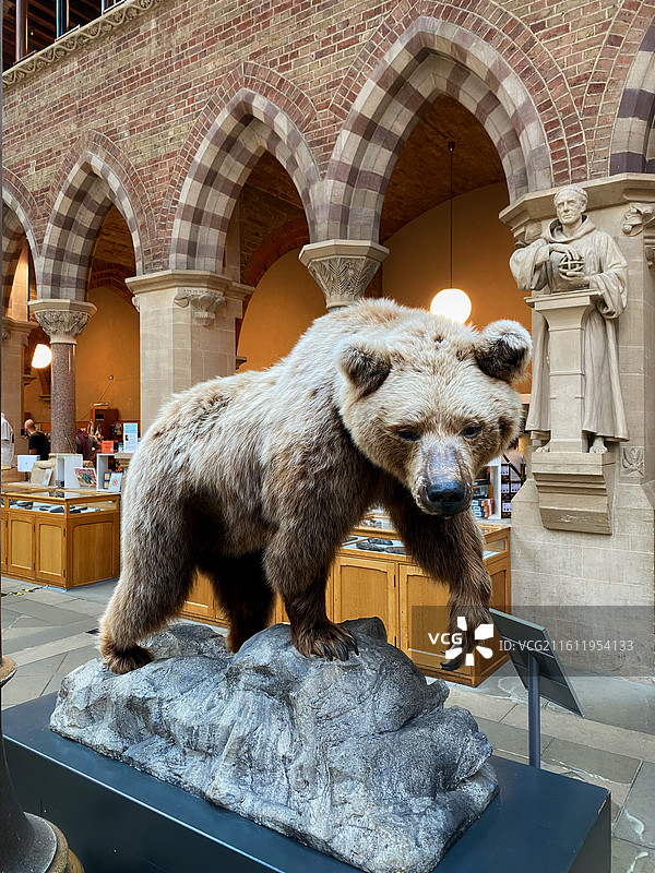 英国牛津大学自然史博物馆 Oxford University Museum of Natural H图片素材