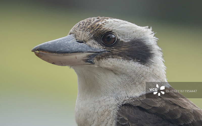 鸟的特写镜头，笑翠鸟 Laughing Kookaburra图片素材