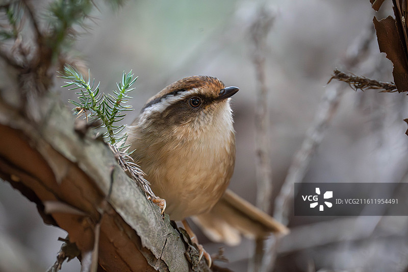 鸟栖息在树枝上的特写镜头，褐胁雀鹛 Rusty-capped Fulvetta图片素材