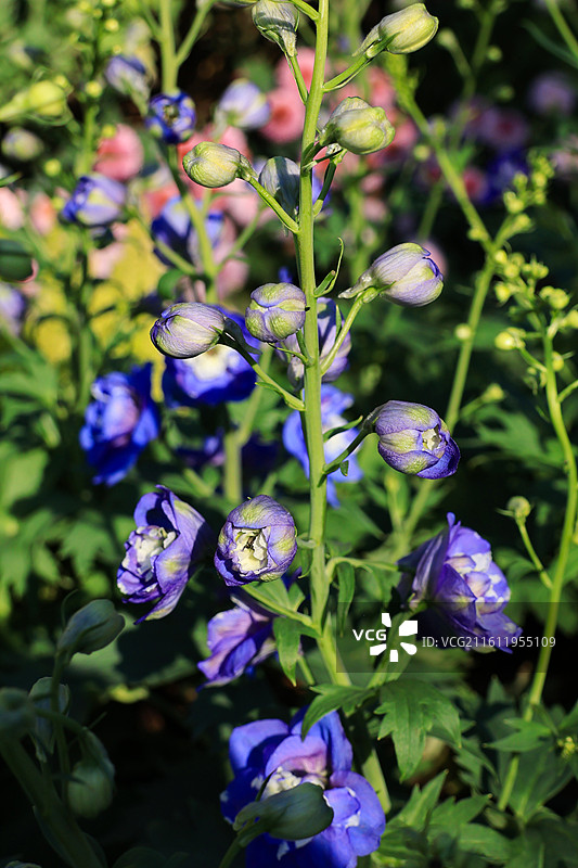 户外盛开的蓝紫色高翠雀花大飞燕特写图片素材