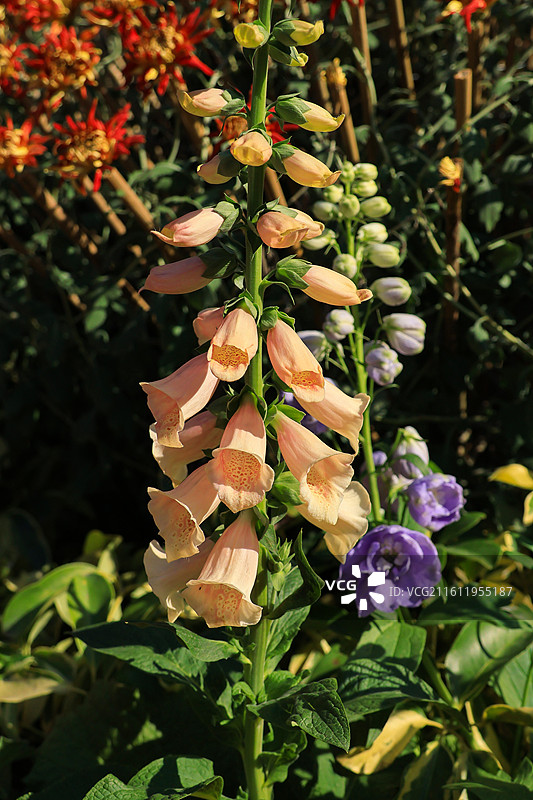 公园里盛开的毛地黄特写镜头图片素材