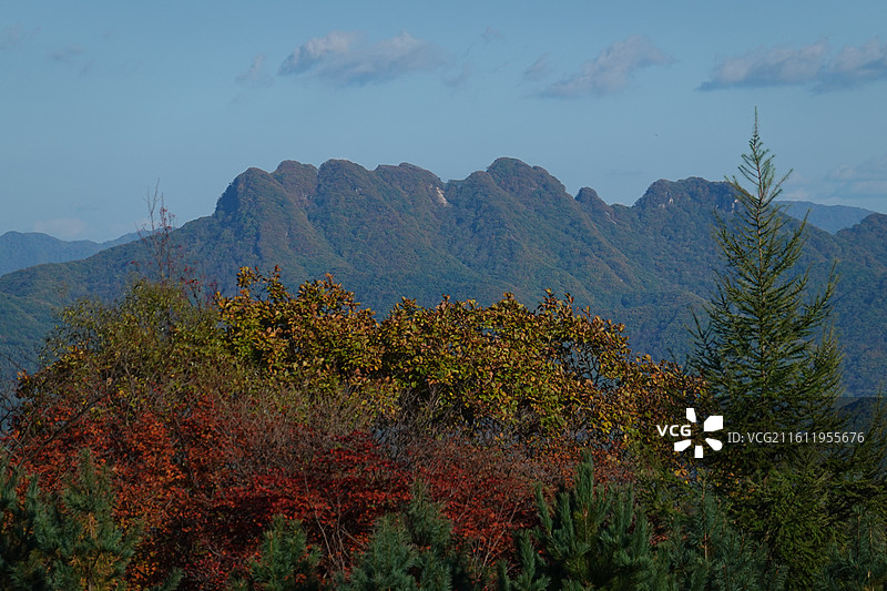 辽宁省本溪市本溪县草河掌镇苑家堡子村老平坨景区：红叶彩林枫叶红枫秋景图片素材