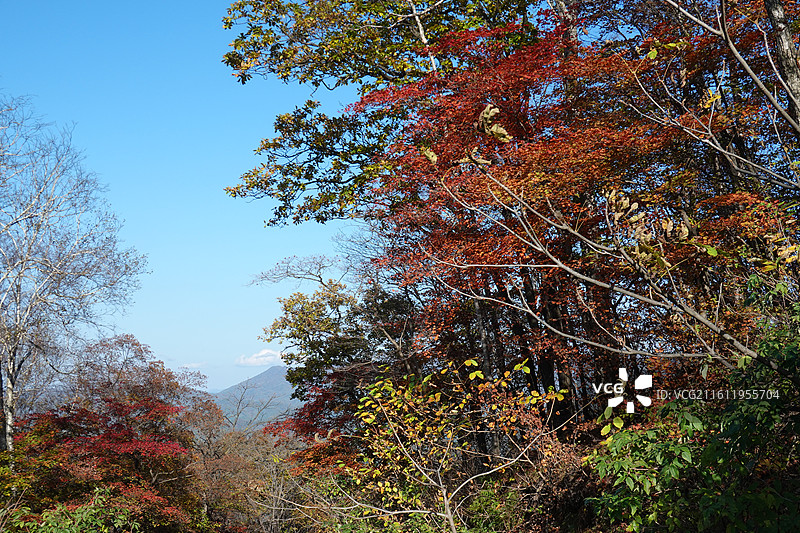 辽宁省本溪市本溪县草河掌镇苑家堡子村老平坨景区：红叶彩林枫叶红枫秋景图片素材