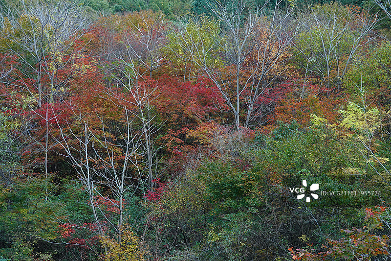 辽宁省本溪市本溪县草河掌镇苑家堡子村老平坨景区：红叶彩林枫叶红枫秋景图片素材