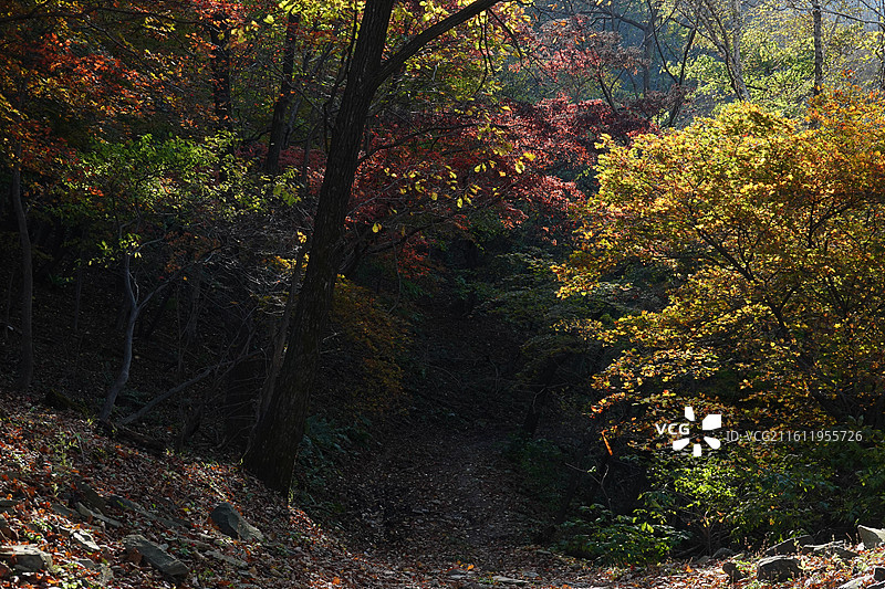 辽宁省本溪市本溪县草河掌镇苑家堡子村老平坨景区：红叶彩林枫叶红枫秋景图片素材