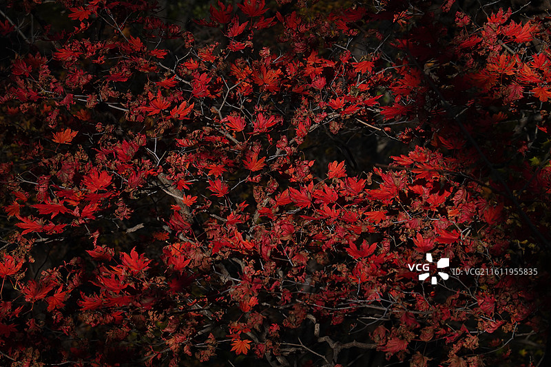 辽宁省本溪市本溪县草河掌镇苑家堡子村老平坨景区：红叶彩林枫叶红枫秋景图片素材