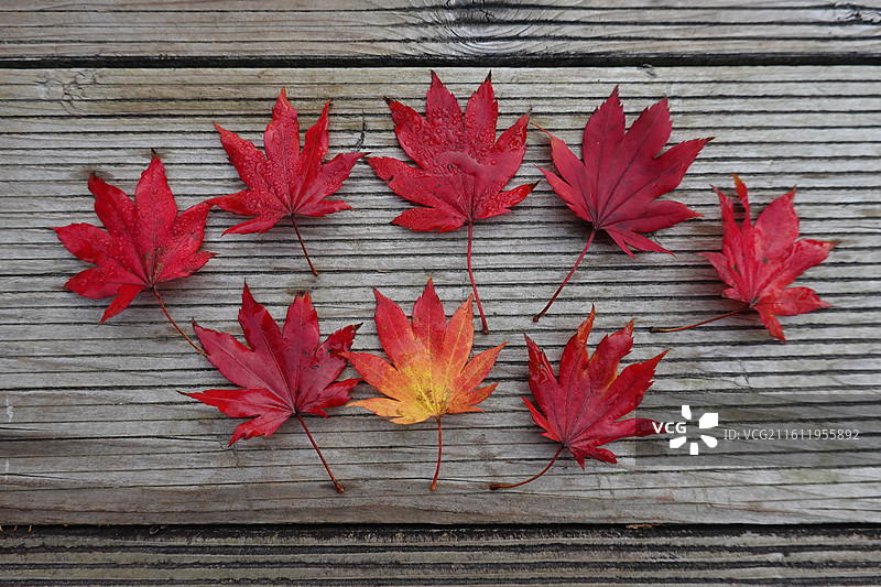 辽宁省丹东市宽甸县天桥沟景区：枫墅天潭湖畔红叶红枫叶静物小品摆拍爱心图片素材