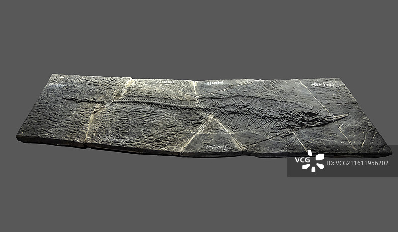 天津自然博物馆“家园·生命展区”：鱼龙类（标本：鱼龙化石；三叠纪中期；贵州关岭产）图片素材