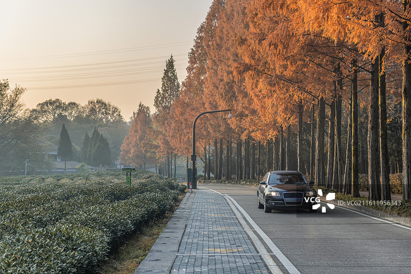 杭州梅灵南路秋天红杉树图片素材