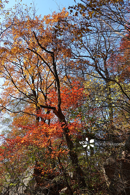 辽宁省丹东市宽甸县天桥沟景区：晓月峰红叶红枫叶彩林五花山秋景图片素材