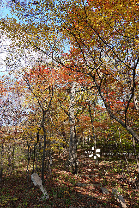 辽宁省丹东市宽甸县天桥沟景区：晓月峰红叶红枫叶彩林五花山秋景图片素材