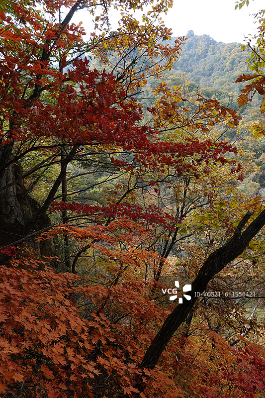 辽宁省丹东市宽甸县天桥沟景区：天桥峰红叶彩林红枫枫叶五花山秋景图片素材