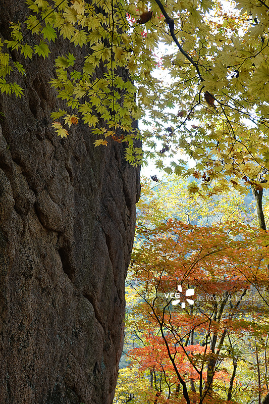 辽宁省丹东市宽甸县天桥沟景区：天桥峰红叶彩林红枫枫叶五花山秋景图片素材