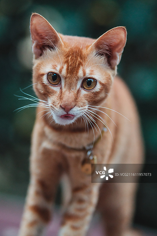 可爱的宠物橘猫图片素材