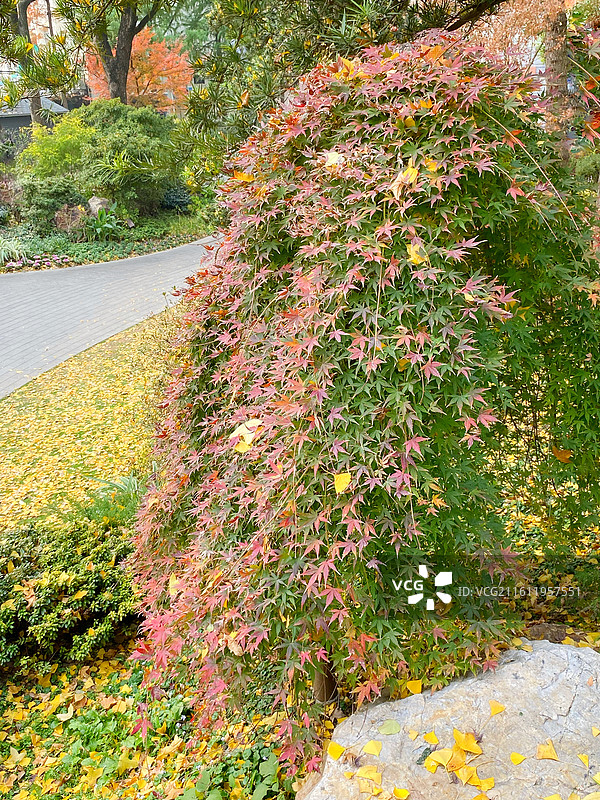 初冬的上海市内辅德里公园景色古典园林美图片素材