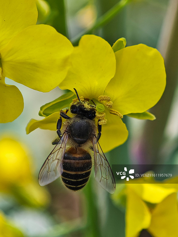 春天公园里蜜蜂采蜜微距特写图片素材