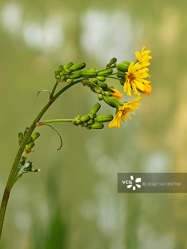 一株黄鹌菜的黄花微距特写图片素材