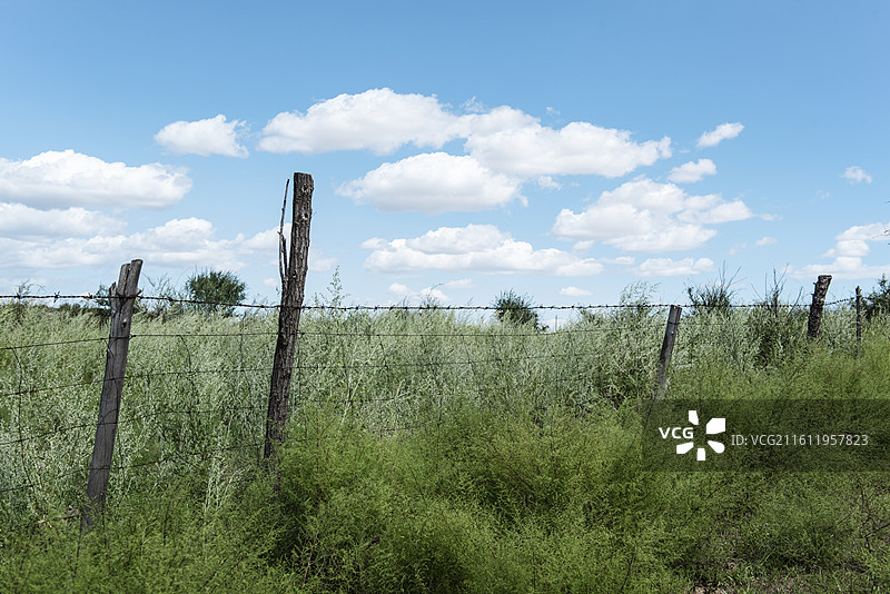 草原牧场，蓝天白云下，茂盛的灌木。2025年夏天，拍摄于内蒙古赤峰市翁牛特旗。图片素材