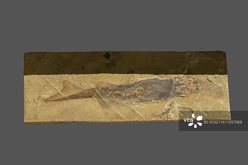 潘氏北票鲟（归属：硬骨鱼纲、鲟形目；标本：TNP02726，化石；晚侏罗世—早白垩世；辽宁义县产）图片素材