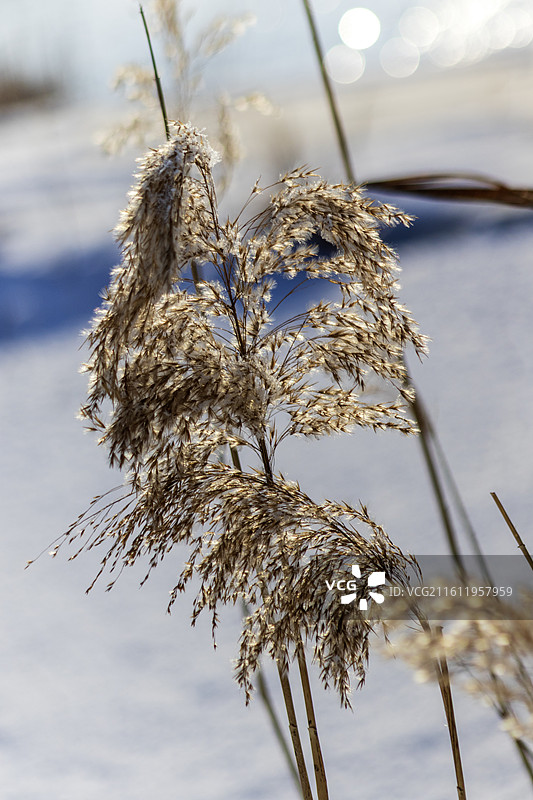 冬季芦苇特写图片素材