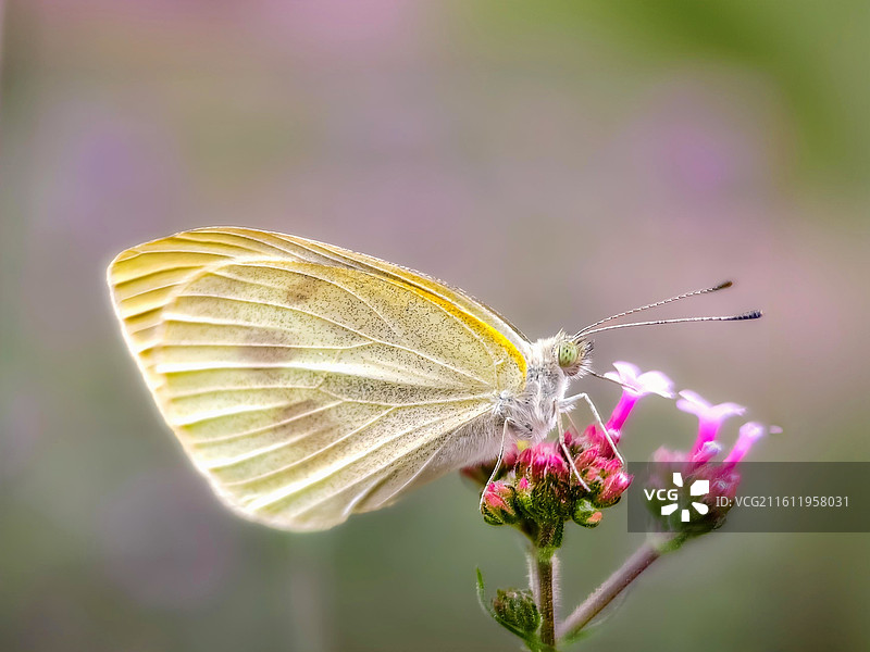 蝶吻花穗图片素材