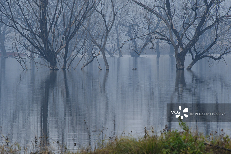 冬天湖边风光。湖水秃树倒影水鸟野鸭。风景背景图壁纸图片素材