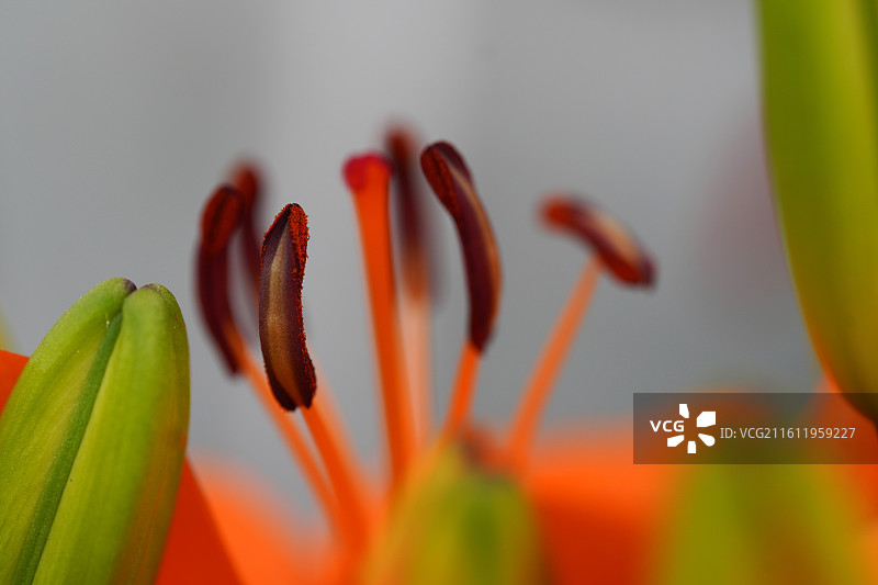 黄色红色百合花花苞花蕾花朵细节特写微距图片素材