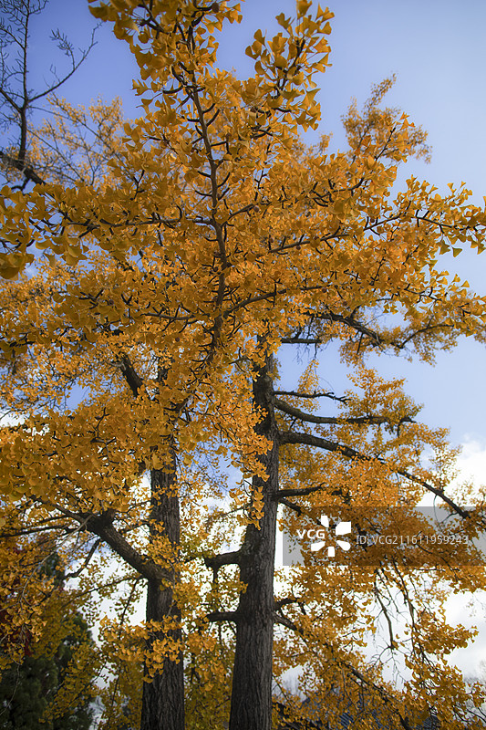 日本京都清凉寺的秋季风光图片素材