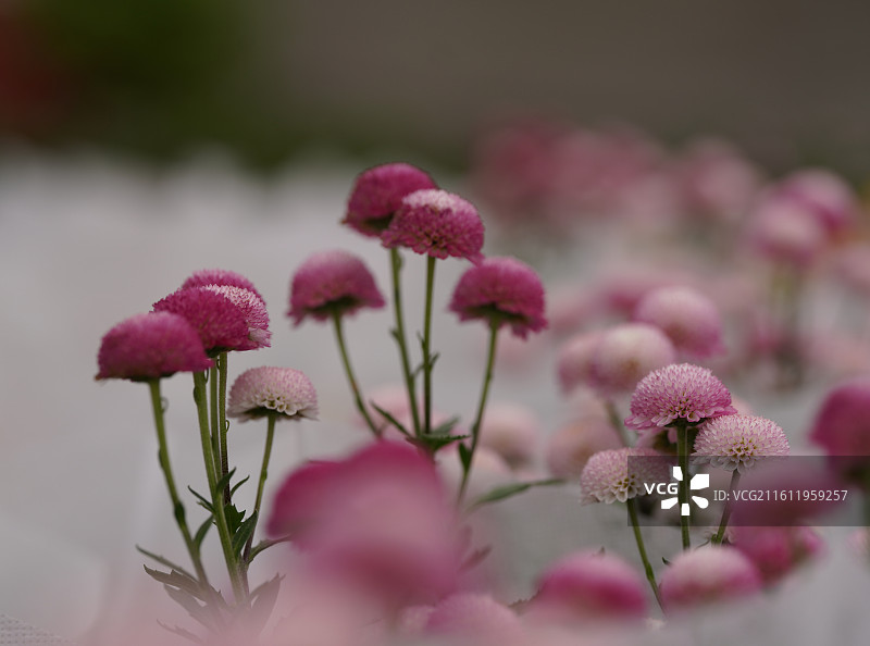 粉色球形菊花微距特写图片素材