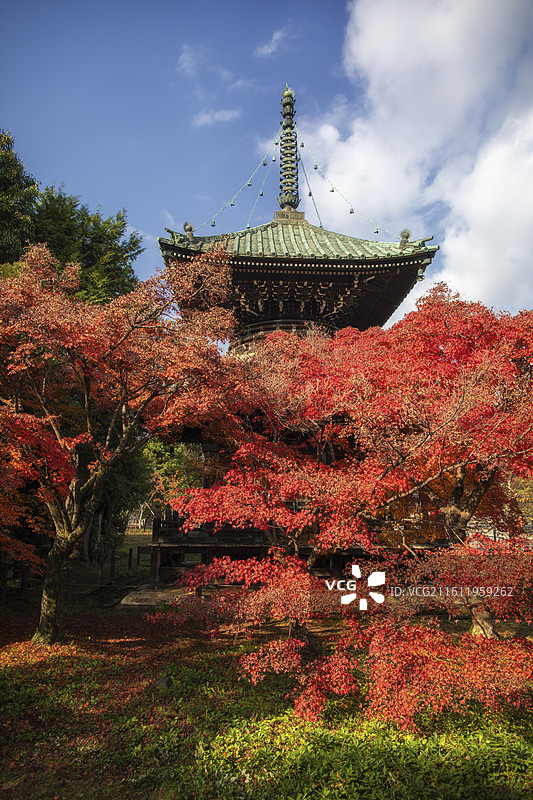 日本京都清凉寺的秋季风光图片素材