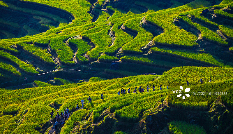 浙江丽水云和梯田图片素材