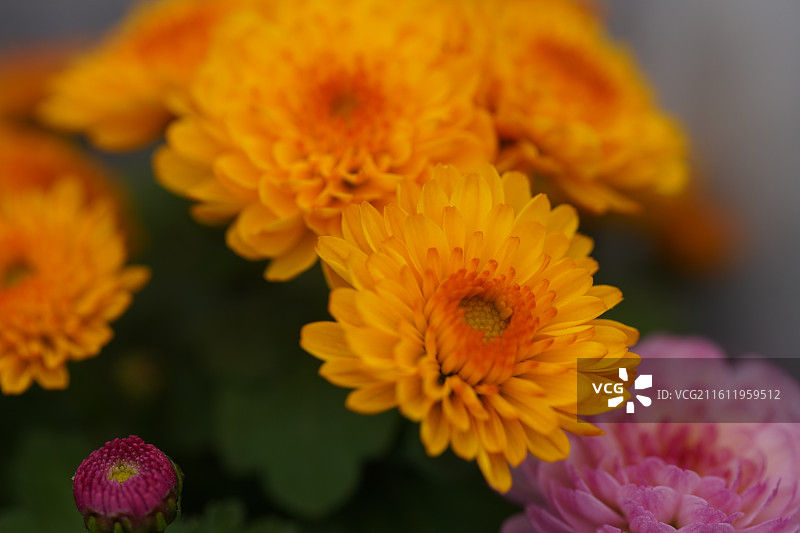 唯美粉色红色黄色菊花花朵微距特写图片素材
