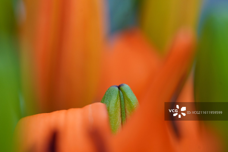 黄色红色百合花花苞花蕾花朵细节特写微距图片素材