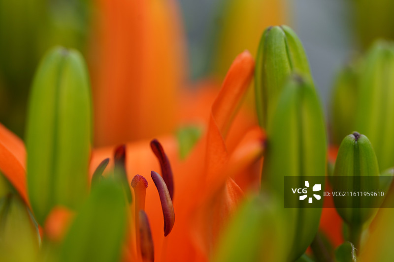 黄色红色百合花花苞花蕾花朵细节特写微距图片素材