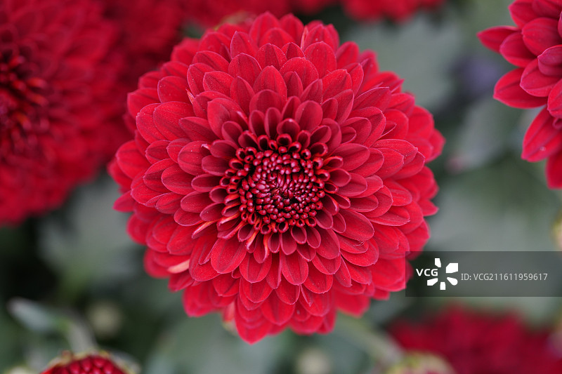 唯美粉色红色黄色菊花花朵微距特写图片素材